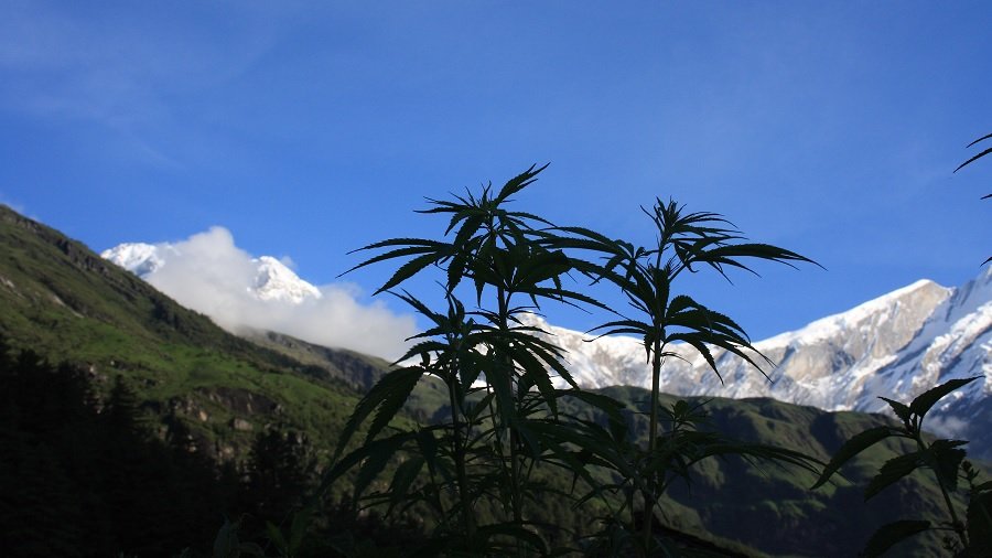 Fotografia mostra algumas plantas de maconha em período vegetativo e a montanha Dhaulagiri coberta de neve, ao fundo. Imagem: Arne Hückelheim | Wikimedia Commons.