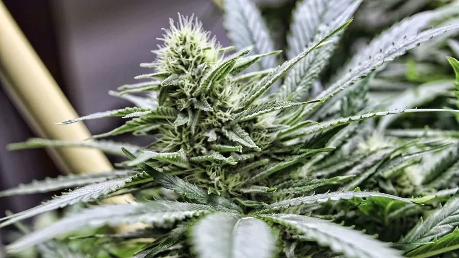 Foto mostra a inflorescência apical de uma planta de maconha. Imagem: Coleen Danger | Flickr.