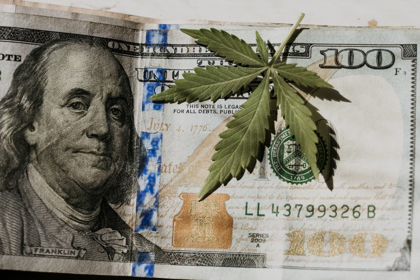 Foto mostra uma pequena folha de maconha de cinco pontas sobre uma nota de cem dólares.