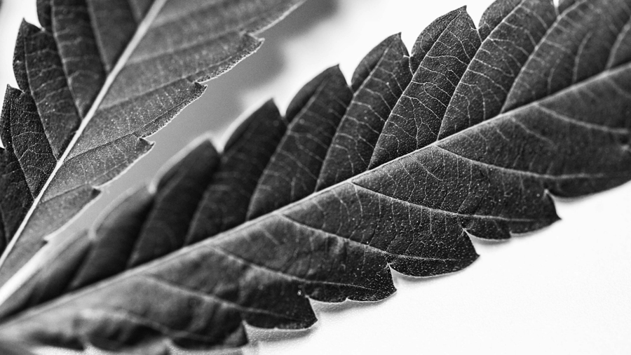 Fotografia P&B mostra detalhes de duas pontas de uma folha de cannabis. Imagem: H2 Media | Unsplash