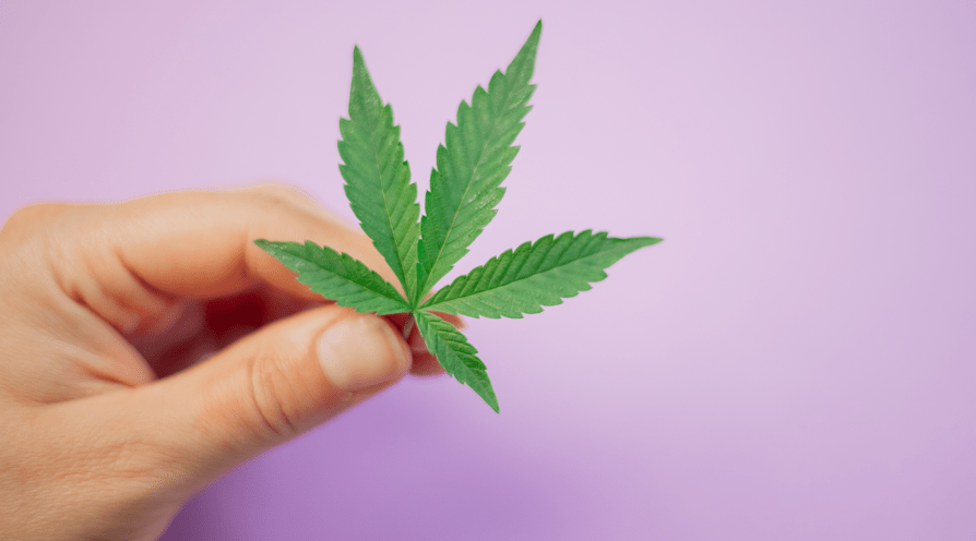 Fotografia em fundo lilás mostra uma mão em formato de pinça, cujos dedos seguram uma folha de maconha. Imagem: Pexels.