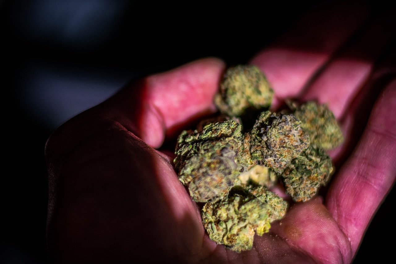 Foto mostra uma porção de buds de maconha sobre a palma de uma mão. Imagem: Pixabay | John Miller.