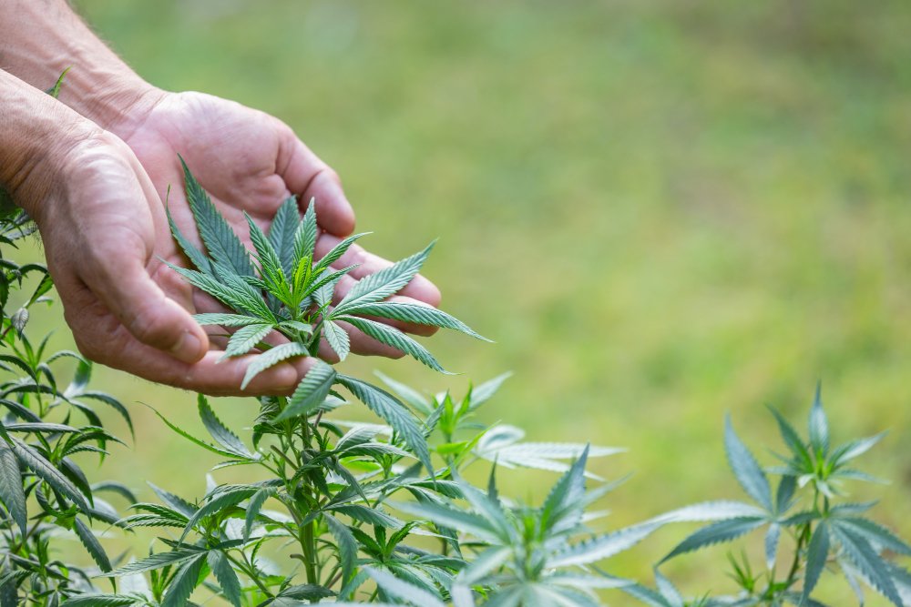 Foto mostra duas mãos segurando uma planta de cannabis em estagio vegetativo. Foto jcomp Freepik