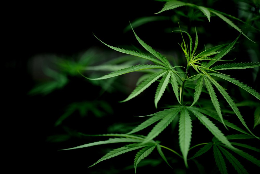 fotografia mostra a folhagem de uma planta de cannabis em estágio vegetativo.